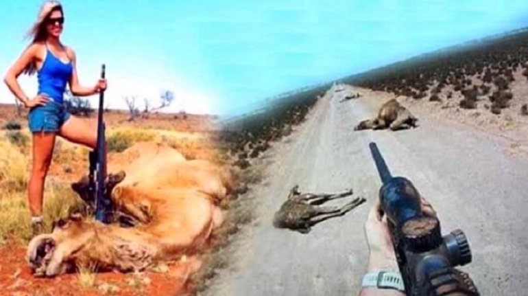 Avustralya'da yabani develer itlaf edilmeye başlandı! Keskin nişancılar öldürdükleri develerin yanında poz verdi