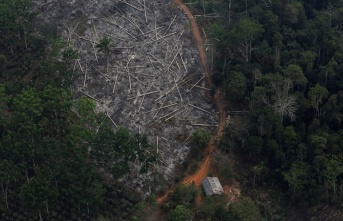 Amazonlardaki orman tahribatında yüzde 278 artış